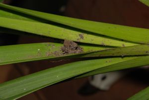 Ash residue collected in cymbidium new growth